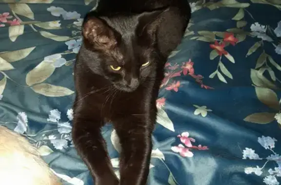 Missing cat , photo: Lost cat