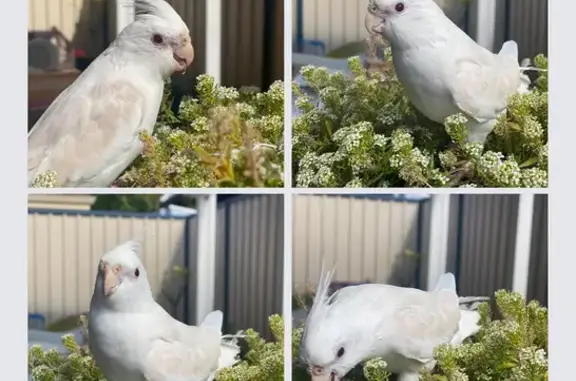 Lost bird, Perth (WA)