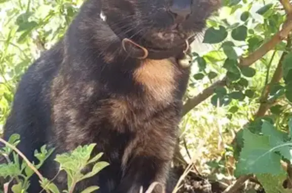 Missing cat, Adelaide