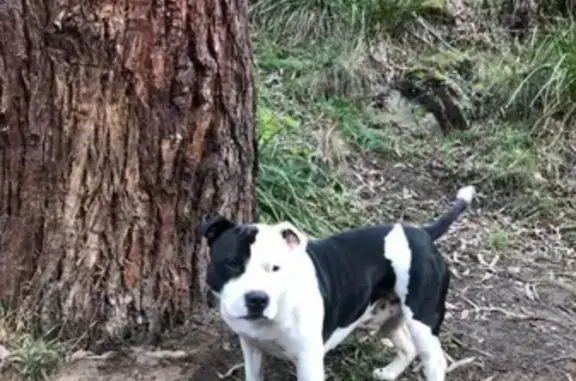 Missing dog, Melbourne