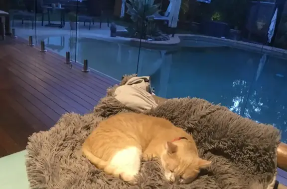 Missing cat , photo: Lost cat