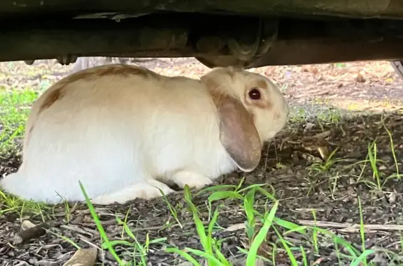 Found rabbit, Sydney