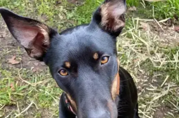 Missing dog , photo: Lost dog
