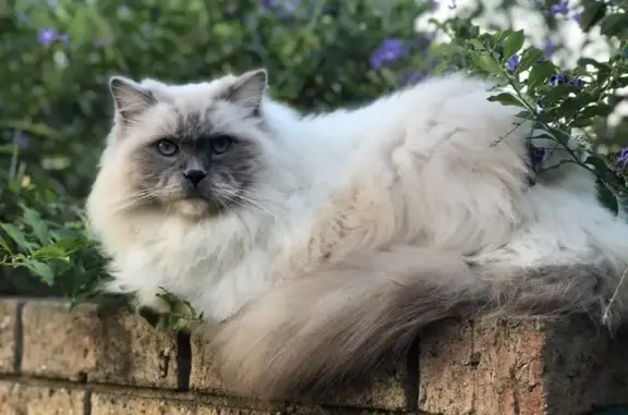Missing cat, Perth (WA)
