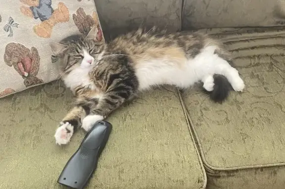 Help Find Fluffy Caramel Tabby Cat