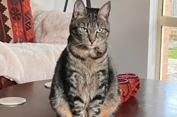 Lost Tabby Cat 'Scatty' in North Willoughby