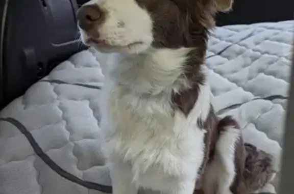 Lost Border Collie Pup: Help Find Kya!