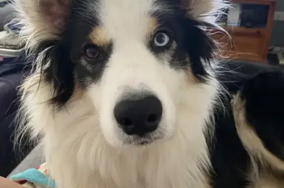 Lost Tri-Coloured Border Collie in Willowbank