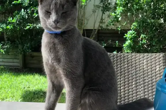 Lost Grey Cat: $300 Reward, Unusually Long Tail