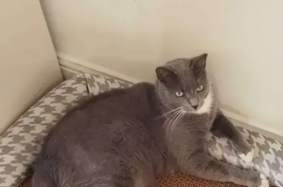 Lost Grey Domestic Cat with Green Eyes