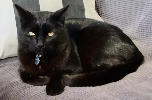 Lost Black Cat: Food-Driven & Curious - Turnbull St, Newcastle