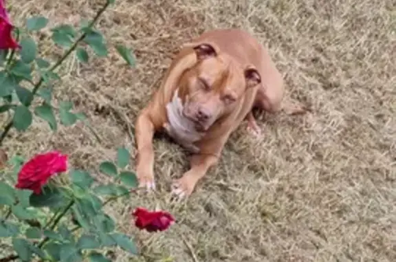 Lost American Staffy: Orange/Tan with White Chest