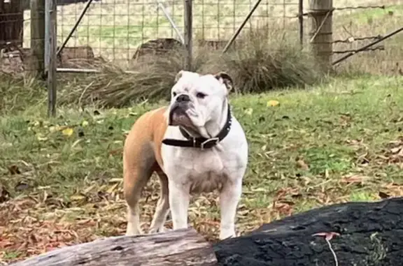 Lost Female British Bulldog in Humevale