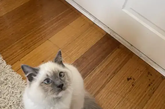 Lost Blue Point Ragdoll Cat: Miso on Morell St.
