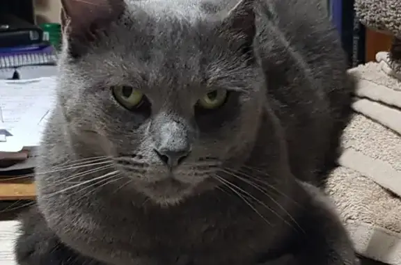 Help Find Mia: Missing Grey Female Cat