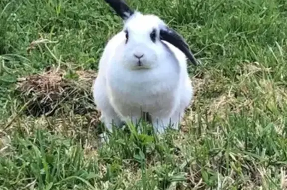 Missing Mini Lop: White Female...