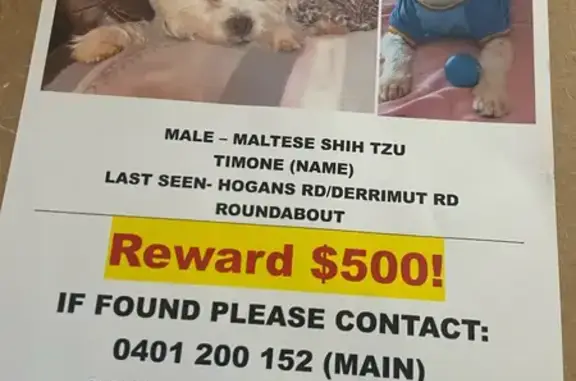 Lost Maltese Mix: Escaped from Grooming Salon