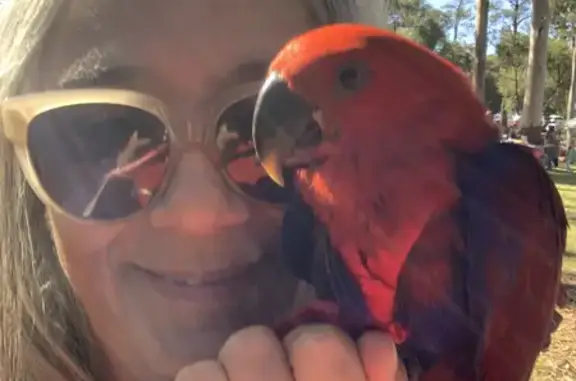 Lost Female Eclectus Parrot - Help Us Find Little Bird!