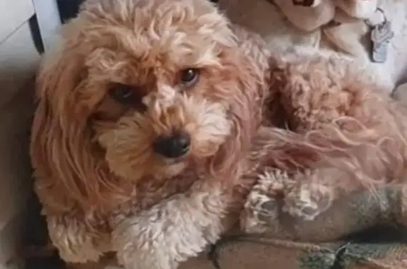 Lost Male Cavoodle: Brown and Escaped!