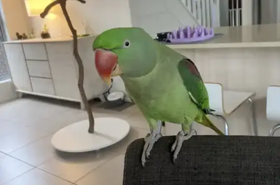 Missing Green Bird with Red Patches in Brisbane