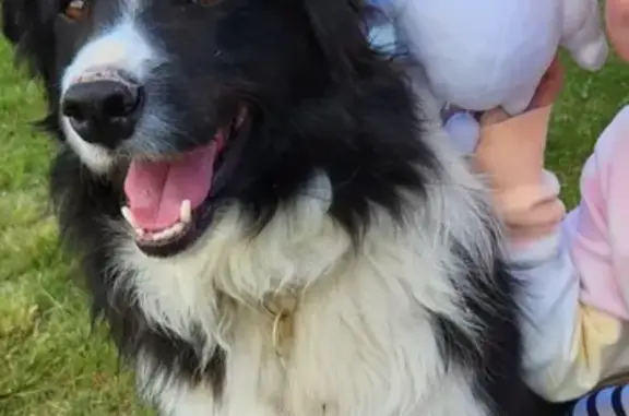 Lost Border Collie: Missing Male in Richmond