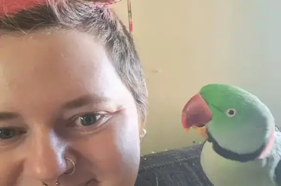 Lost Alexandrine Parrot: Help Find Green Bird