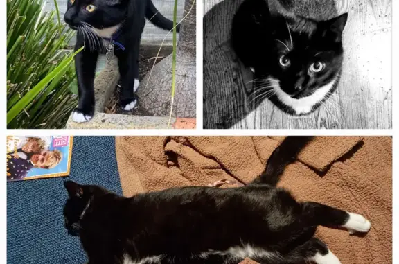 Lost Male Desexed Black Cat - Hudson St.