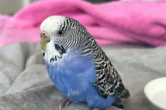 Lost Budgie Found on Gold Coast