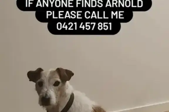 Lost Jack Russell: White & Tan with Long Legs