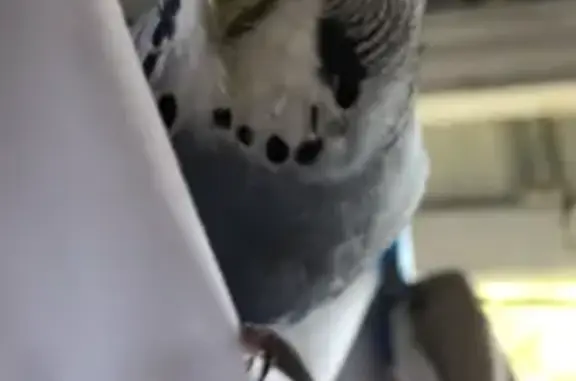 Lost Blue Budgie: Help Find Him!