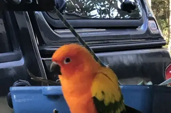 Lost Sun Conure Perita: Friendly & Sighted in Smithfield