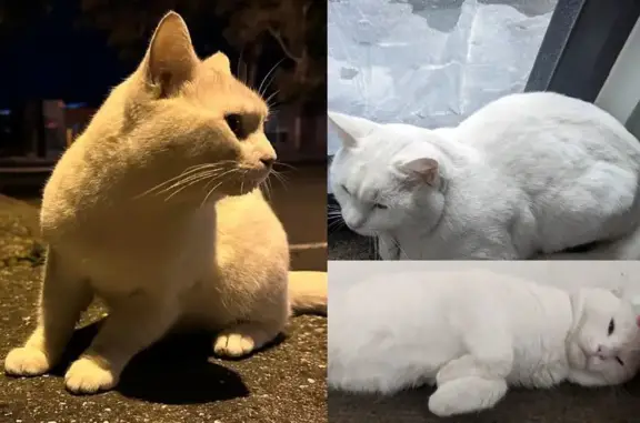 Lost Cat Alert: Buddy Escaped High St Apartments