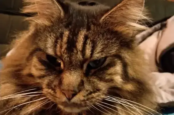 Help Find Duster: Long-Haired Desexed Cat Missing