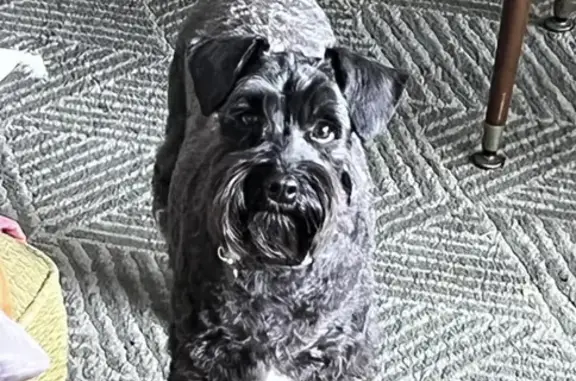 Lost Black Female Schnoodle in Inner West Council