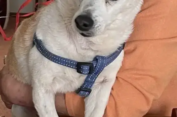 Lost: Male Jack Russell Cross - Kingsgrove Avenue