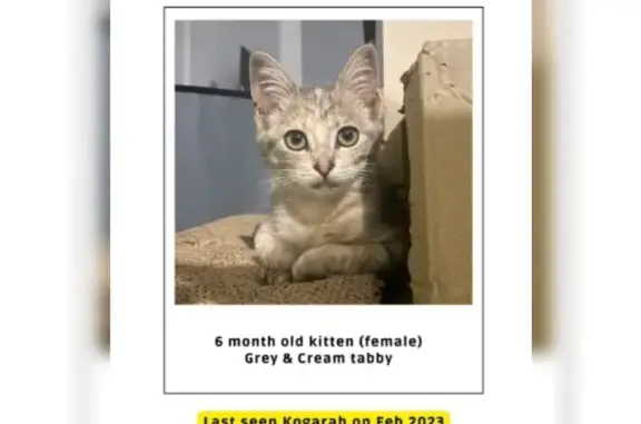 Lost Kitten Alert: Woki Missing in Kogarah