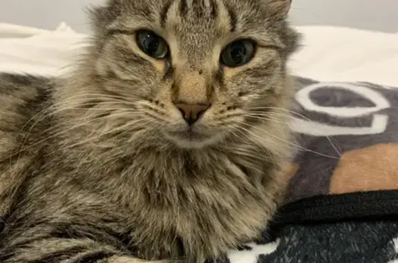 Lost: Fluffy-tailed Tabby in Hobsons Bay