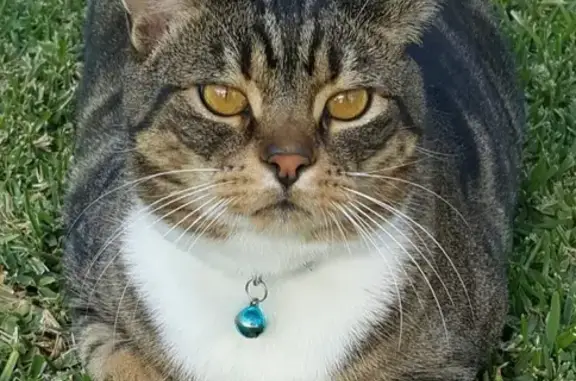 Lost Tabby Cat: Male, Desexed on Helios St.