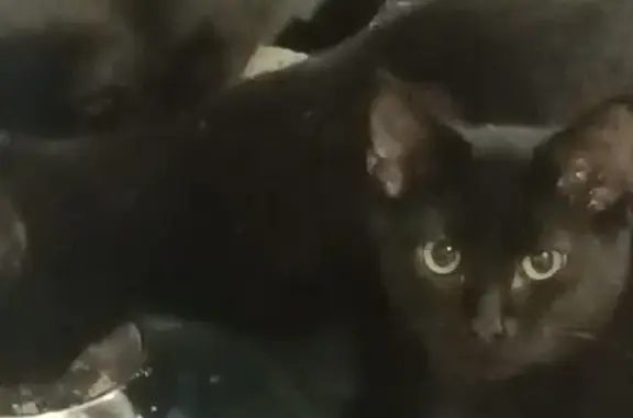 Lost Black Kitten: Desexed Male on Franklin St.