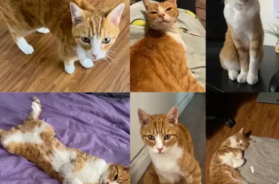 Lost Ginger Tabby Cat: Microchipped & Tattooed