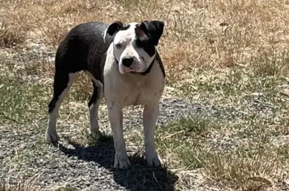 Lost American Staffy with Pink and Blue Collar