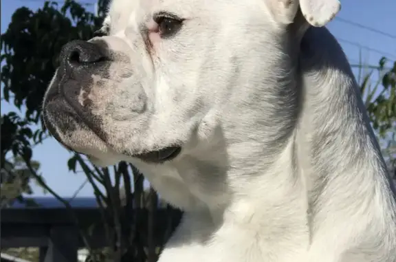Lost Dog: White Aussie Bulldog Mars - Horsley Road, City of Fairfield