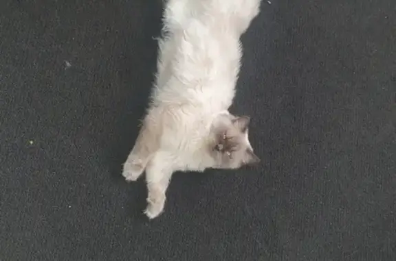 Lost Blue Nose Ragdoll Cat in Liverpool