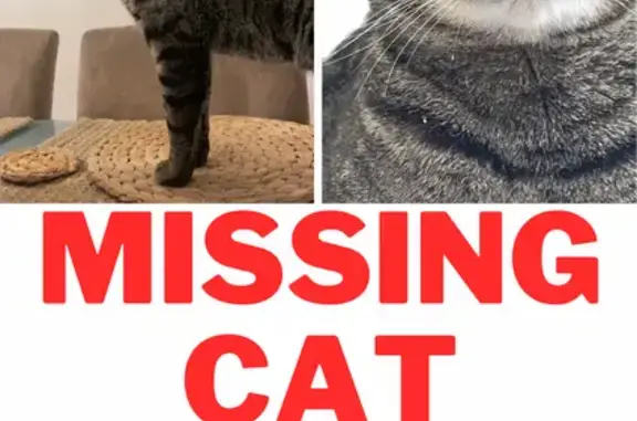 Lost Grey & Black Tabby Cat: Bridge Rd. 62