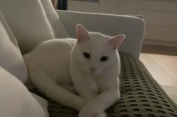 Lost White Female Cat - Cleo with Nose Mark