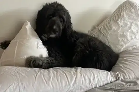 Lost Dog Alert: Sadie, Black & White with Stumpy Tail