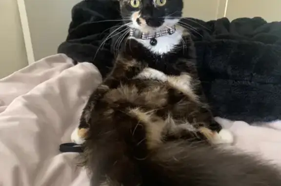 Lost Tortoise-Hair Cat in North Sydney 🐱🚨