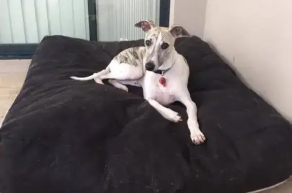Lost Whippet: Shy Max, missing in Mandurah