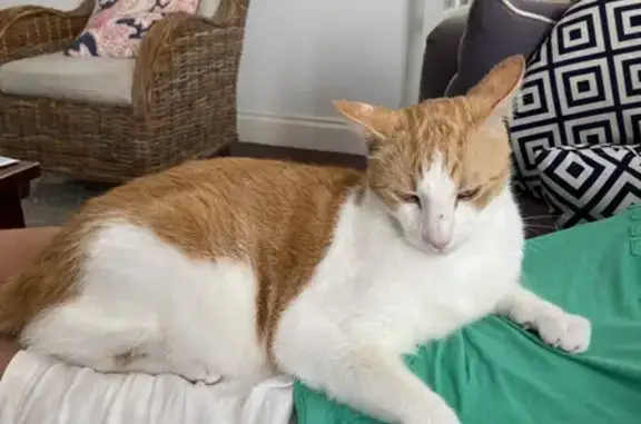 Lost: Large White & Ginger Cat on Coreen St.