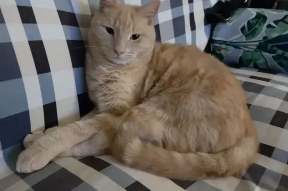 Lost Male Cat: Champagne/Ginger, Micro-chipped